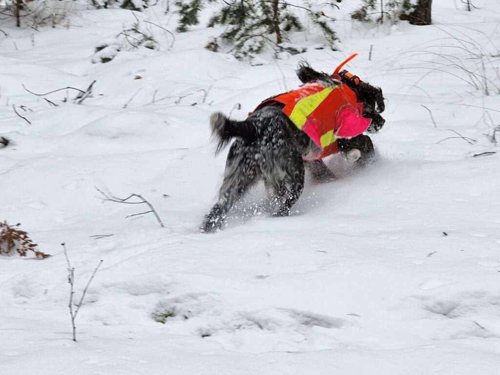Wachtelhund Wilma bei einer Drückjagd in Brandenburg